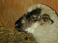 Lamb with bottle jaw