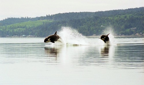 Porpoising orcas by Minette Layne.