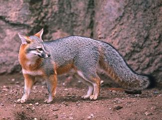 gray_fox