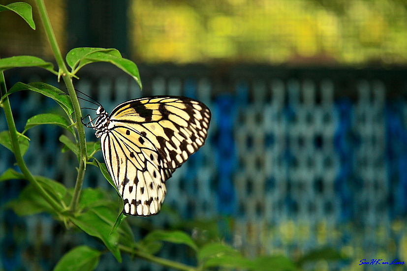 Butterfly @ Butterfly park & Insect Kingdom, Sentosa Singapore