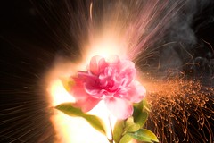 Exploding Flower