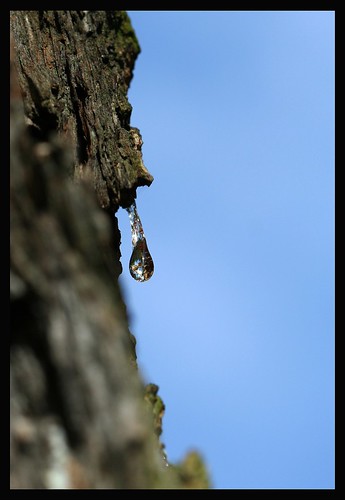 JURASSIC BARK...sap droplet on our Douglas fir