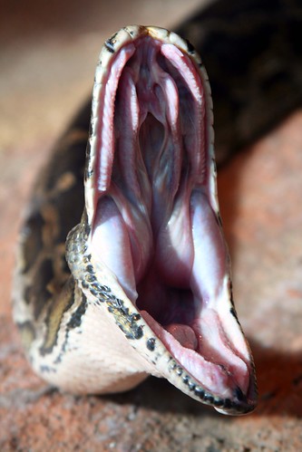  フリー写真素材, 動物, 爬虫類, 蛇・ヘビ, 口を開ける,  