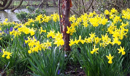 daffodils-river