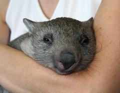 Wombat snuggling