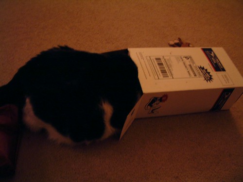 Eva loves the Box