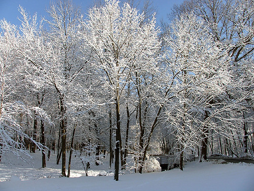 January Snow Trees