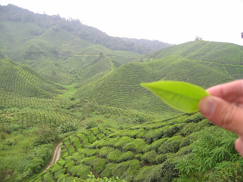 Tea plantation 4