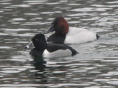 Canvasback and ring-necked