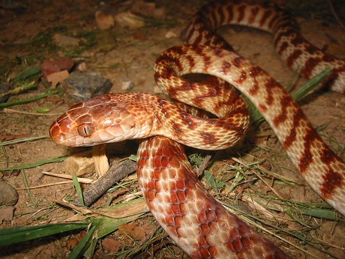 Pictures Of Snakes To Colour In. Brown tree snake (Boiga