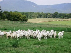 Sheep in Virginia