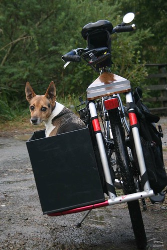 The Xtracycle Dogbox