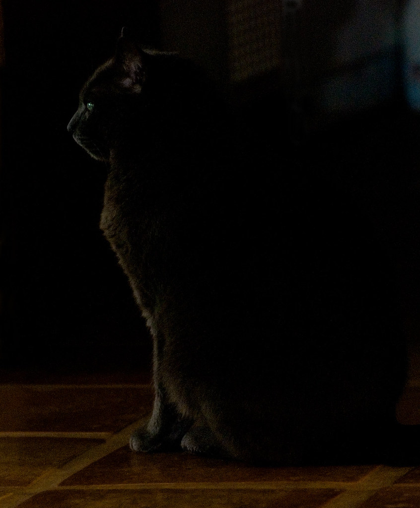 Gray, the cat-2