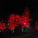 red trees