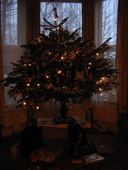 Christmas tree in the evening