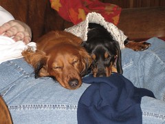 sweet doxies