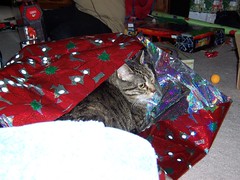 Bonnie Gift Wrapped 2
