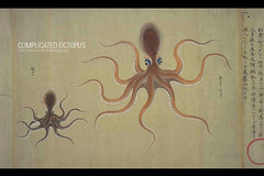 Octopus desktop background