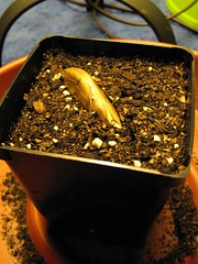Potted Mango Seed