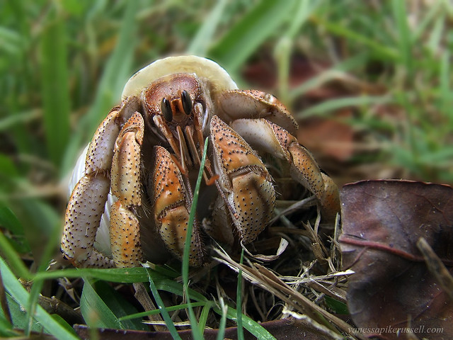 Australian Land Hermit Crab   (Coenobita variabilis)
