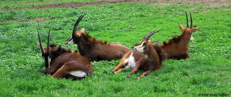 Sable Antelope at Henry Doorly Zoo
