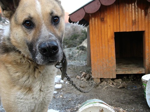 'Vicious' guard dog at Council picnic spot (Karaman Town Picnic area, Turkey)