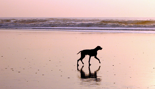 Beach Dog, San Francisco