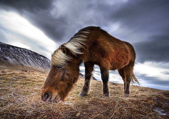 An Icelandic Horse in the Wild