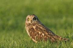 waiting for sunset (short-eared owl) (by ehoyer)
