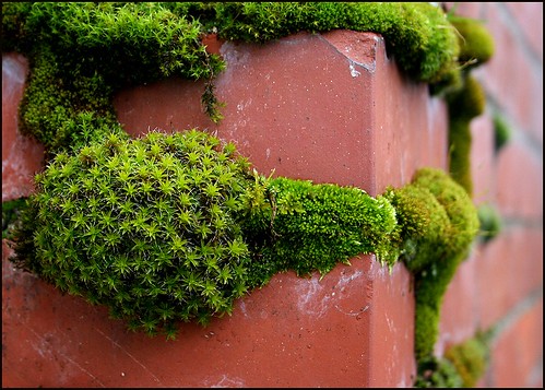 moss on brick