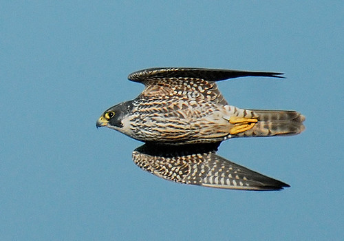 peregrine falcon in flight. Speed (Peregrine Falcon (Falco