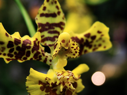 Прикольные фотографии: орхидеи-пришельцы