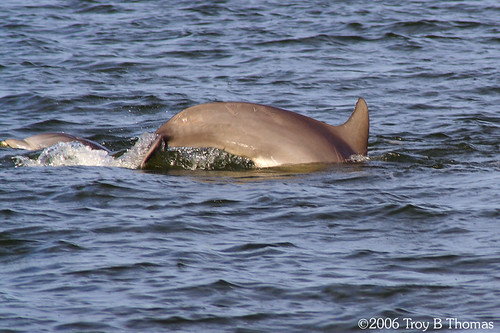 20061213_Dolphin01