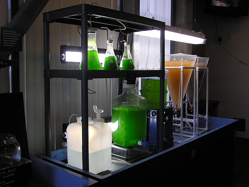 algae farming fuel