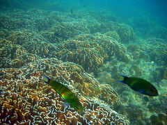 Underwater at Ngai Island
