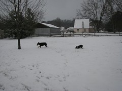 dogs playing in snow