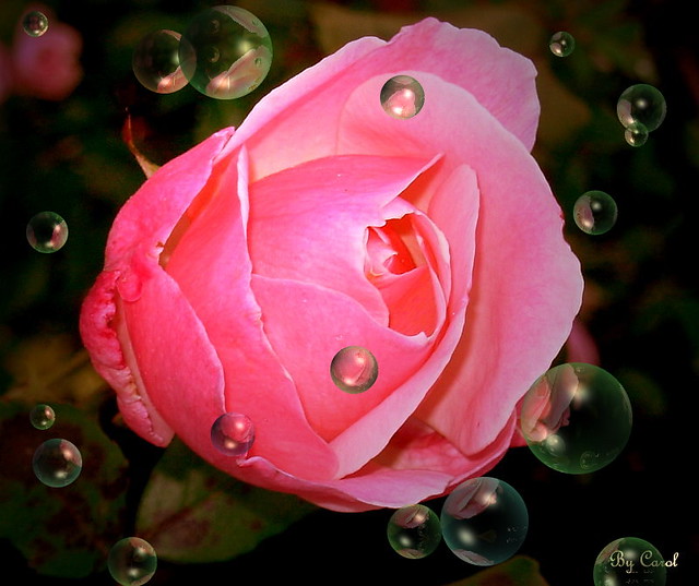 one little rose bud with bubbles. photo