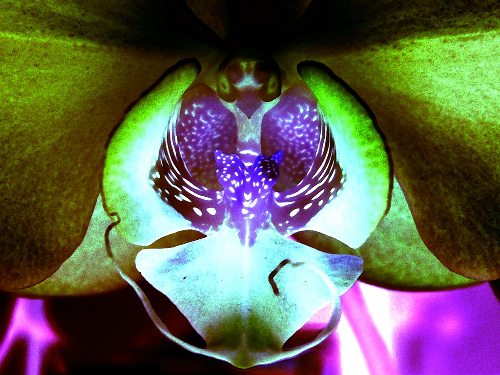 Orchid in Negative