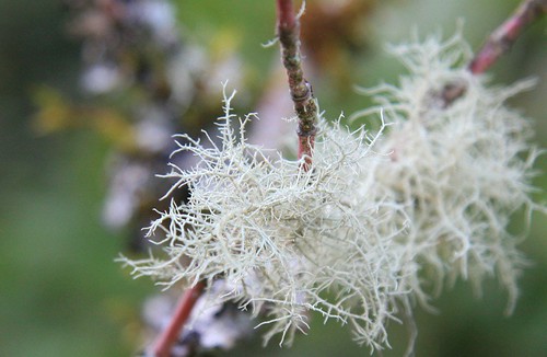 White Lichen 2