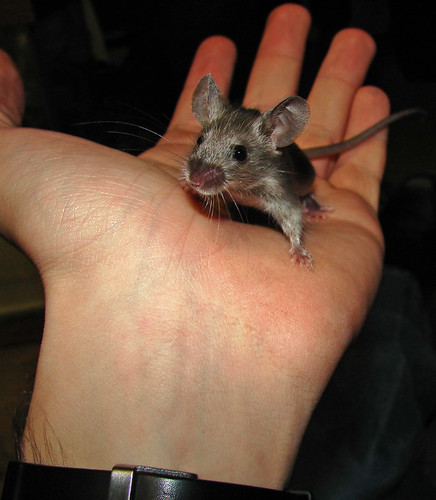 Mice Make Good Pets Too!