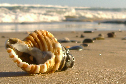 lotus8 Կ shell XX shore.