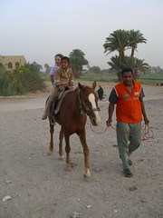 Horse ride in Luxor