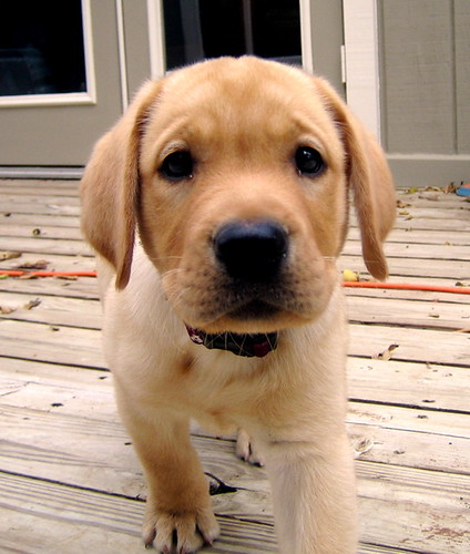 pictures of yellow labs. Very Curious Yellow Lab Puppy