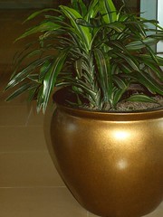 Golden Pot, Hospital Corridor - by cobalt123