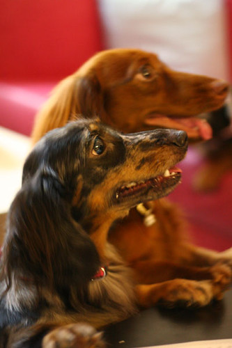 long haired dachshund photos. Dog - Long Haired Dachshund