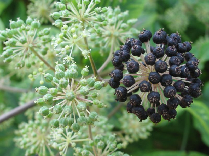 Green and Black Seeds