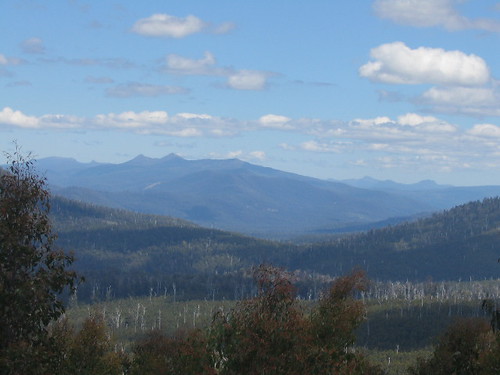 Forest views near Huonville