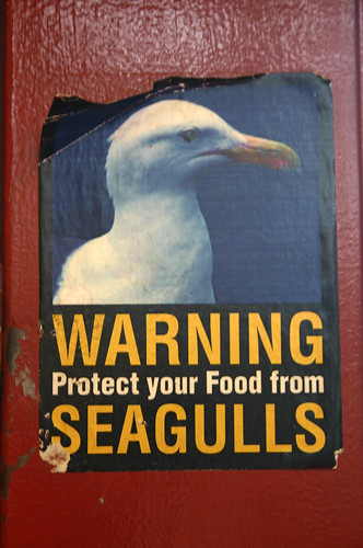 Seagull Hooligans