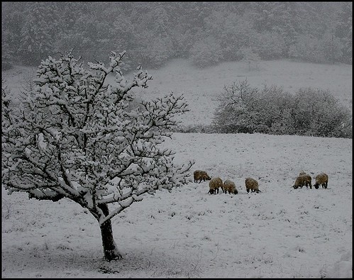 snow and sheep