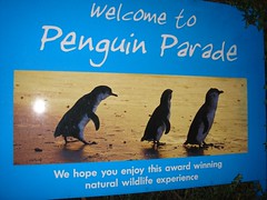 Penguin Parade!